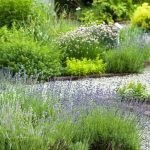 Blossoms and Benefits: The Art of Growing a Herbal Infusion Garden