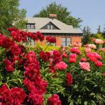 Floral Symphony: Creating Harmony with Nature in Our Scenic Garden