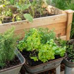 Herbal Alchemy: Unveiling the Secrets of Your Apothecary Garden