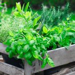Harmony in Herbs: Creating a Tranquil Medicinal Plant Haven